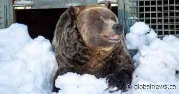 Grinder, one of two beloved grizzly bears on Grouse Mountain, dies
