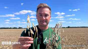 Farmers and millers adapting to early harvest