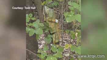 Abandoned iguana found duct-taped to tree in Missouri