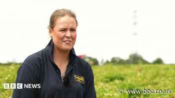 From potato harvest to packet of crisps in 24 hours