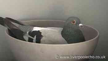 Mum 'stressed out' after finding pigeons nesting in daughter's bedroom