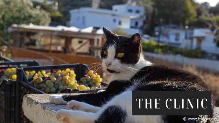 Isla griega busca voluntarios para cuidar gatos a cambio de alojamiento gratis y solo cinco horas de trabajo al día