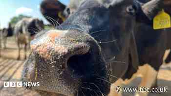'My no-graze cows' welfare compares to any herd'