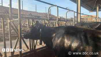 How cow showers and fans help farmers keep cattle cool
