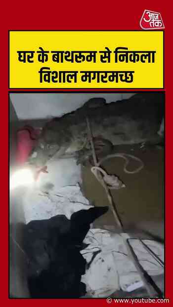 Viral Video |  घर के बाथरूम से निकला विशाल मगरमच्छ  | #crocodile #viral #shorts