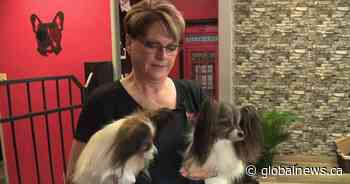 Possible WestJet strike leaves dog competitor out thousands in rebooking fees