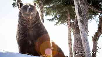 Grinder, the Grouse Mountain grizzly bear, dies