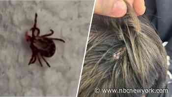 What is rabbit fever? Cases of rare tick-borne illness reported on Long Island