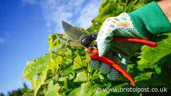 People with gardens told to do this task before Monday