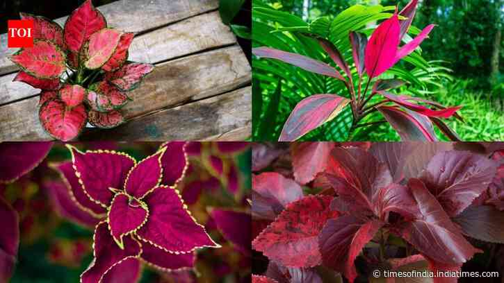 5 Plants with red leaves to add a splash of colour to your home