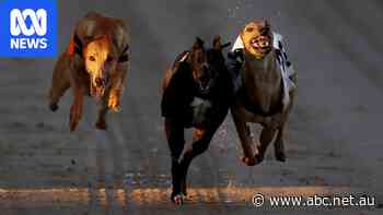 Dozens of greyhounds to land in Australia as NZ racing ban begins