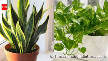 5 plants that can grow in small pots and are suitable for small spaces