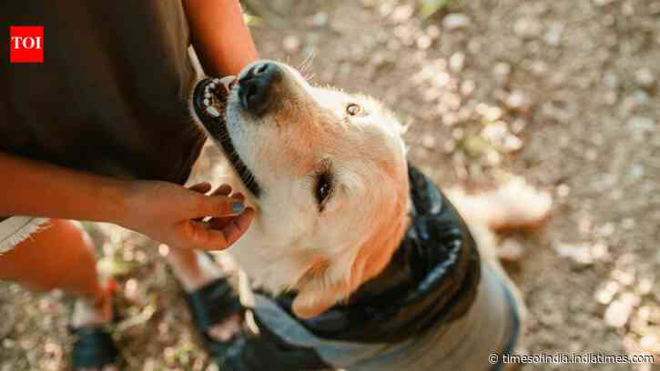 Scientists trained 182 pet dogs to sniff out one of America's most destructive invasive insects, and most successfully found its hidden eggs