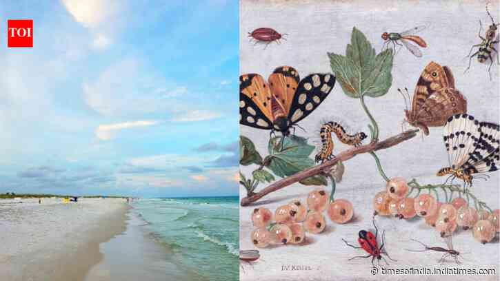 In 1966, scientists wiped out nearly every insect on tiny Florida islands to see how nature would rebuild itself