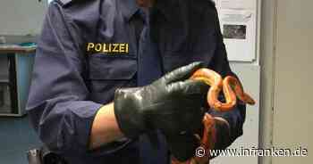 Kornnatter im Kreis Lichtenfels entdeckt: Feuerwehr und Polizei im Einsatz