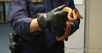 Schlangenfund im Kreis Lichtenfels: Polizei mit Aufruf zu Kornnatter