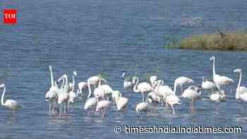 Dholera’s wildlife: A hidden ecosystem of birds, grasslands and coastal life