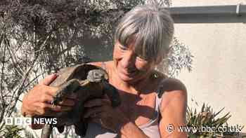Tortoise that ended up at tip reunited with owner