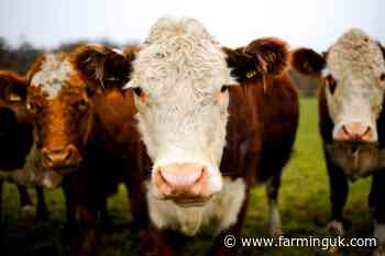 Bovine TB payment errors leave farmers facing repayment demands