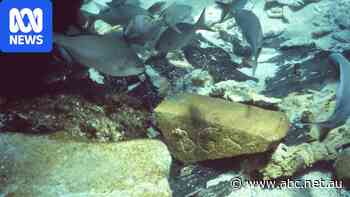 WA's most famous shipwreck carried 400-year-old trade secrets