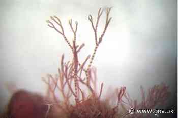 Seaweed surveys discover species never seen before and new to science