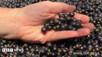 Climate change leads to blackcurrant struggles for Ribena