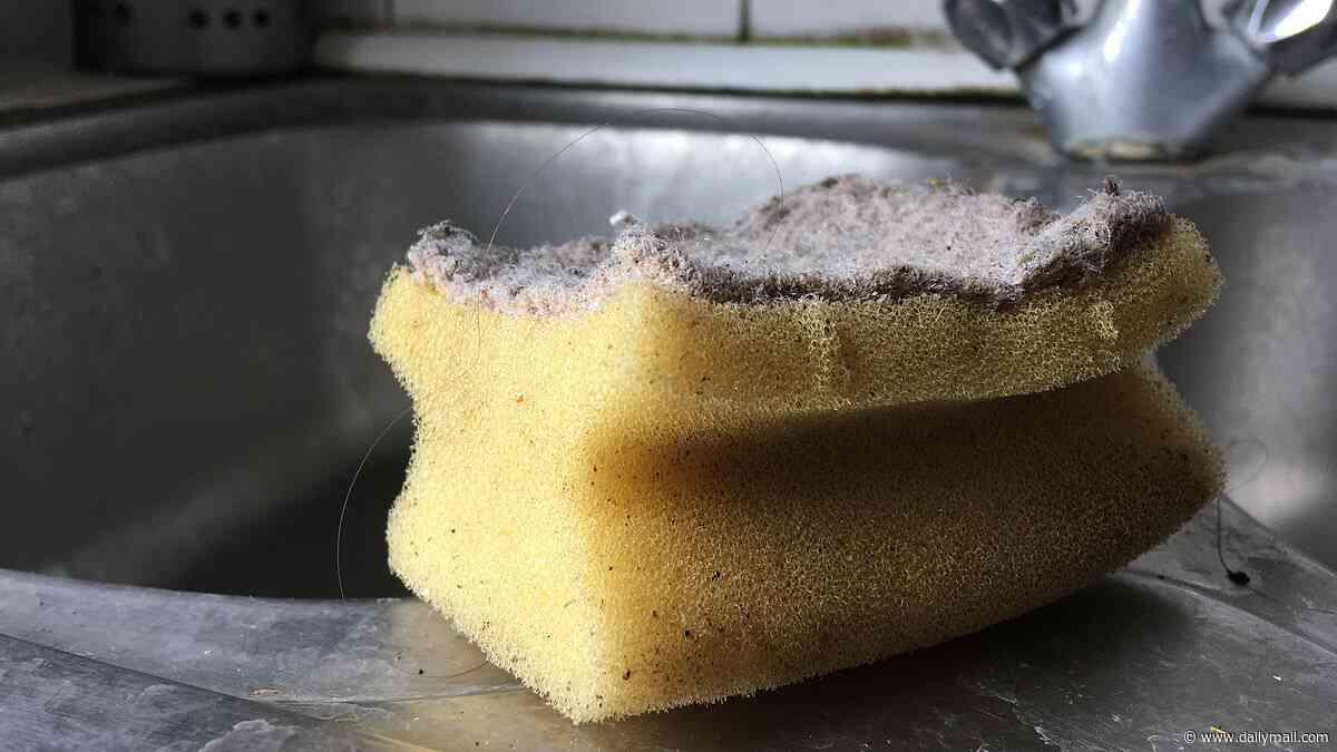 How often should you change your kitchen sponge? Microbiologist finally settles the debate - so, are you doing it enough?