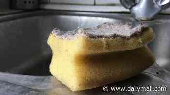 How often should you change your kitchen sponge? Microbiologist finally settles the debate - so, are you doing it enough?