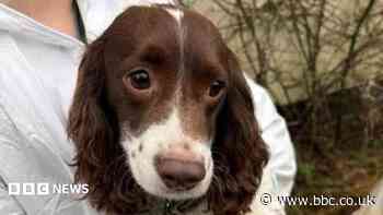 Woman sentenced for neglecting 27 horses and 33 dogs