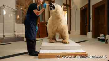Erik the polar bear to return to Hull Maritime Museum after six years in hiding