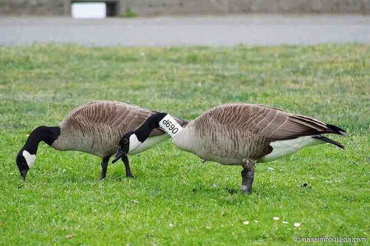 Over a thousand invasive Canada geese eggs addled last year in RDN