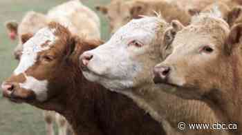 Alberta RCMP charge man with theft, forging documents in cattle rustling case