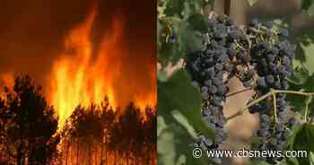 Wildfires threaten France's historic Bordeaux wine region