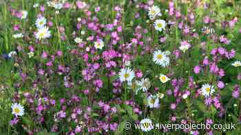 Gardeners' World presenter says plant this flower in August to combat 'colour gap'
