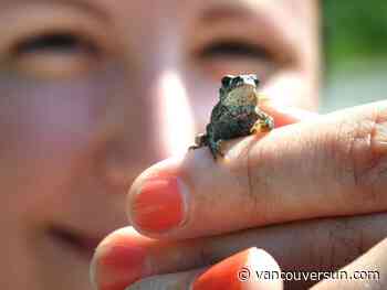 Drivers asked to detour to save tiny toadlets on roads near popular Chilliwack trail