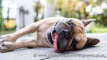 Government issues statement after thousands sign petition to change laws for dog owners