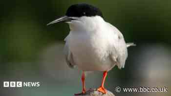 Conservationists celebrate 'rarest seabird' rise