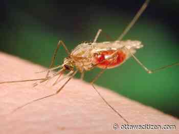 Local mosquitoes test positive for West Nile virus