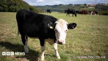 What is the potentially deadly bluetongue virus?