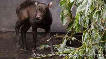 Chester Zoo announces birth of adorable baby buffalo weighing just 7kg and measuring 50cm tall