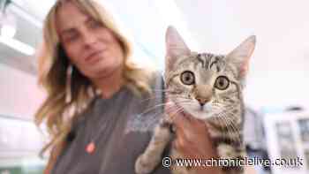 Pawz For Thought's work tackling the hidden cat crisis on North East streets
