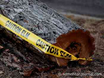 Edmonton confirms four new cases of Dutch elm disease; total now up to 14 trees