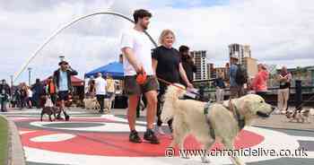 25 adorable pictures from Newcastle's answer to Crufts - Dog on the Tyne