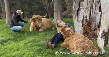 Heritage cattle breed the Highlander kicks up in popularity in South West