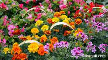 Britons with green fingers are drawn overwhelmingly to brightly-coloured flowers - with red the most popular