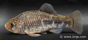 Fish in San Miguel County dying off at alarming rate due to warm temperatures
