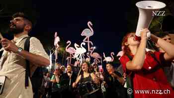 Darüber spricht Zvernec: Was Flamingos und Demonstranten so alles gemeinsam haben