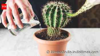 7 Watering mistakes that can kill your cactus plant