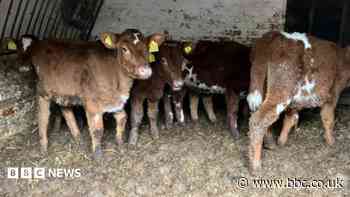 Livestock owner sentenced over dead cows