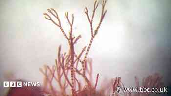 Scientist's lifelong obsession with mystery of elusive 'pink zebra' seaweed